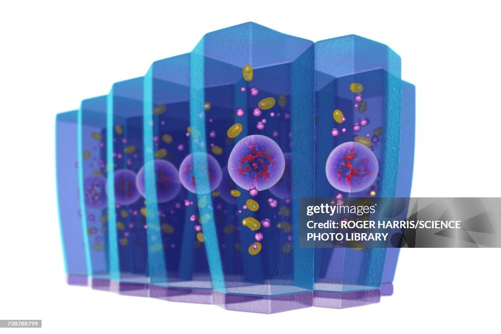 Simple columnar epithelium, illustration