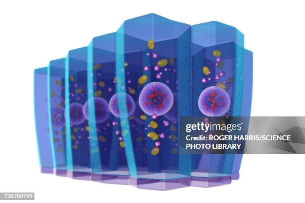 simple columnar epithelium, illustration - simple columnar epithelium stock illustrations