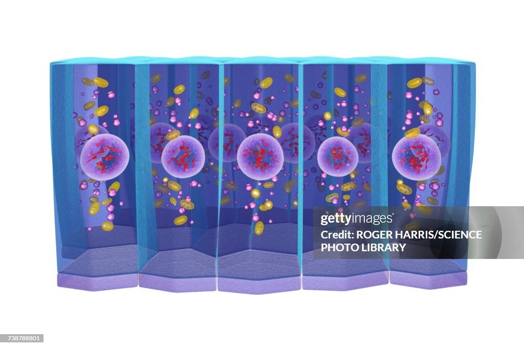 Simple columnar epithelium, illustration