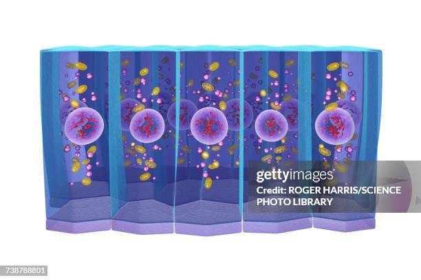 simple columnar epithelium, illustration - simple columnar epithelial cell stock illustrations