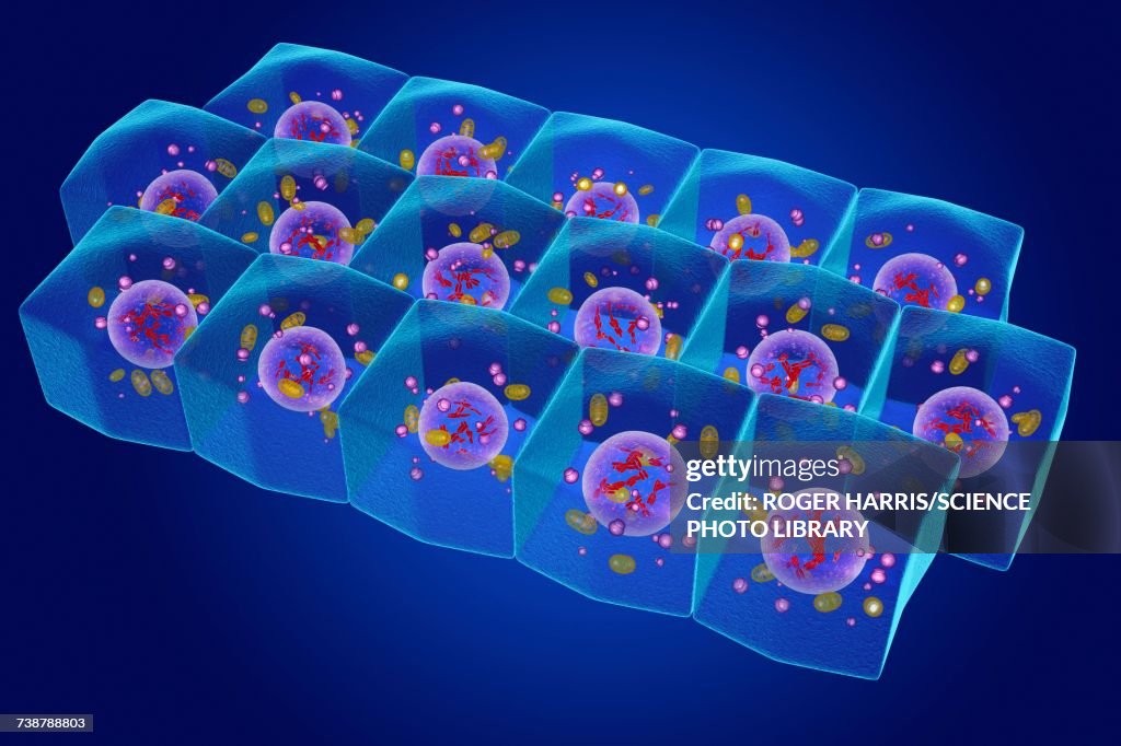 Simple columnar epithelium, illustration