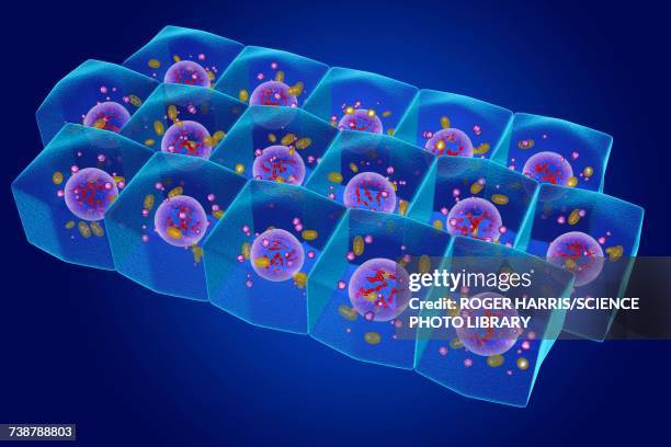 simple columnar epithelium, illustration - simple columnar epithelium stock illustrations