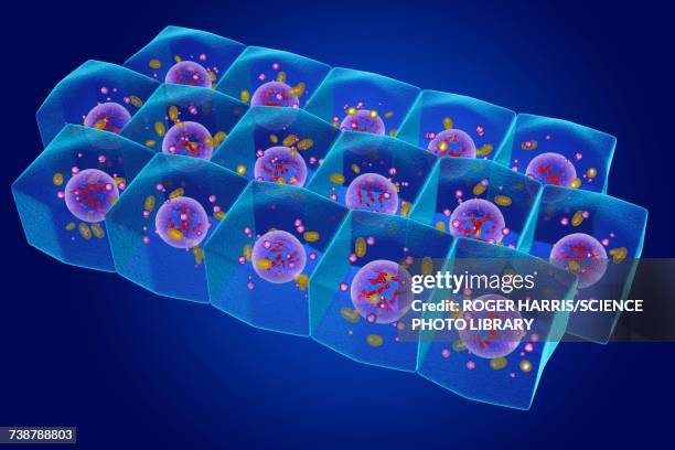 simple columnar epithelium, illustration - simple columnar epithelial cell stock illustrations