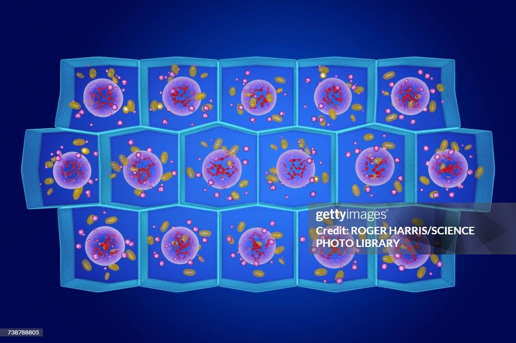 Simple columnar epithelium, illustration