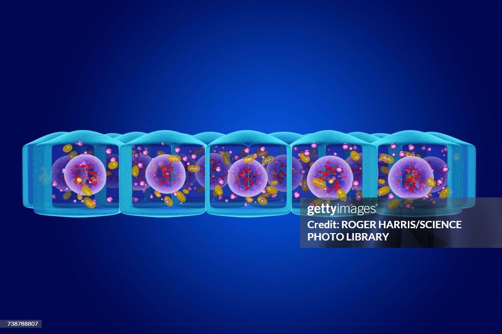 Simple columnar epithelium, illustration