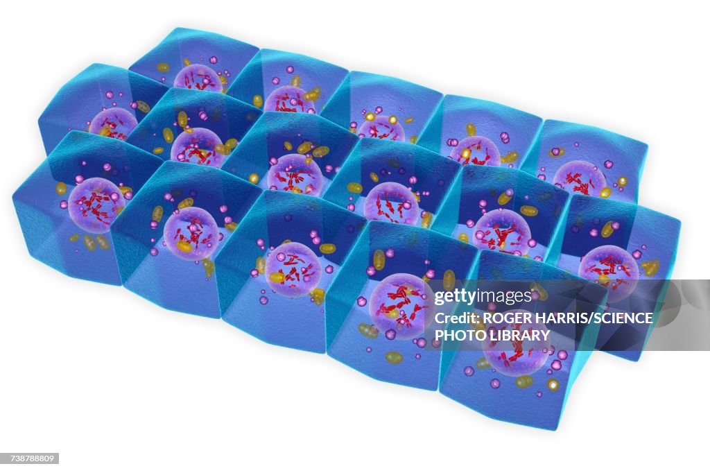 Simple columnar epithelium, illustration