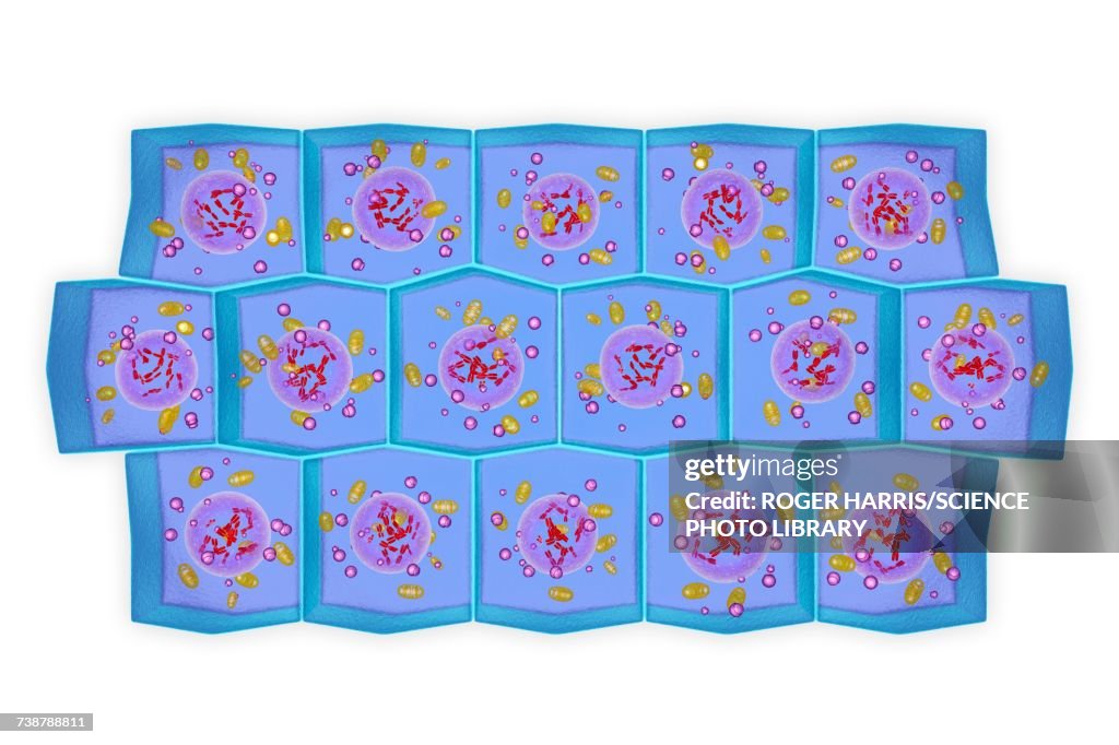 Simple columnar epithelium, illustration