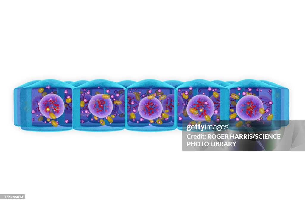 Simple columnar epithelium, illustration