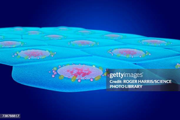 simple squamous epithelium, illustration - simple squamous epithelium stock illustrations