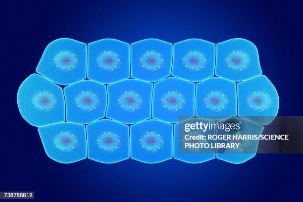 simple squamous epithelium, illustration - simple squamous epithelium stock-grafiken, -clipart, -cartoons und -symbole