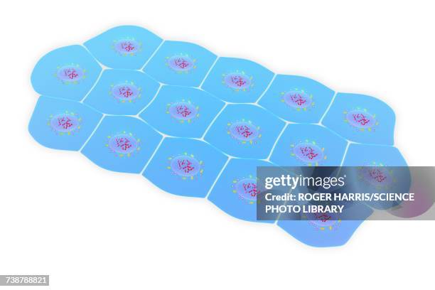 ilustraciones, imágenes clip art, dibujos animados e iconos de stock de simple squamous epithelium, illustration - simple squamous epithelium