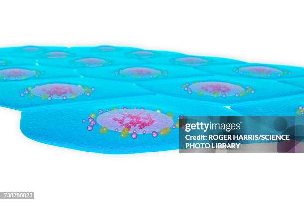 ilustraciones, imágenes clip art, dibujos animados e iconos de stock de simple squamous epithelium, illustration - simple squamous epithelium