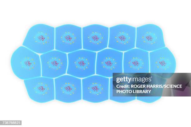 simple squamous epithelium, illustration - simple squamous epithelium stock-grafiken, -clipart, -cartoons und -symbole