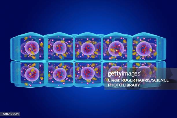 stratified cuboidal epithelium, illustration - cuboidal epithelium stock illustrations