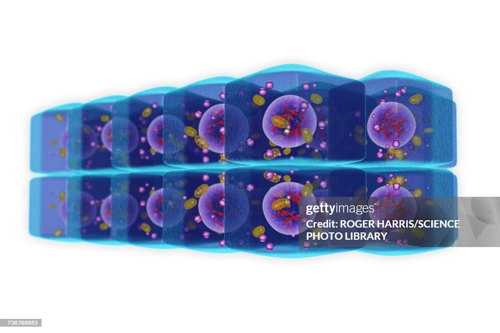 Stratified cuboidal epithelium, illustration