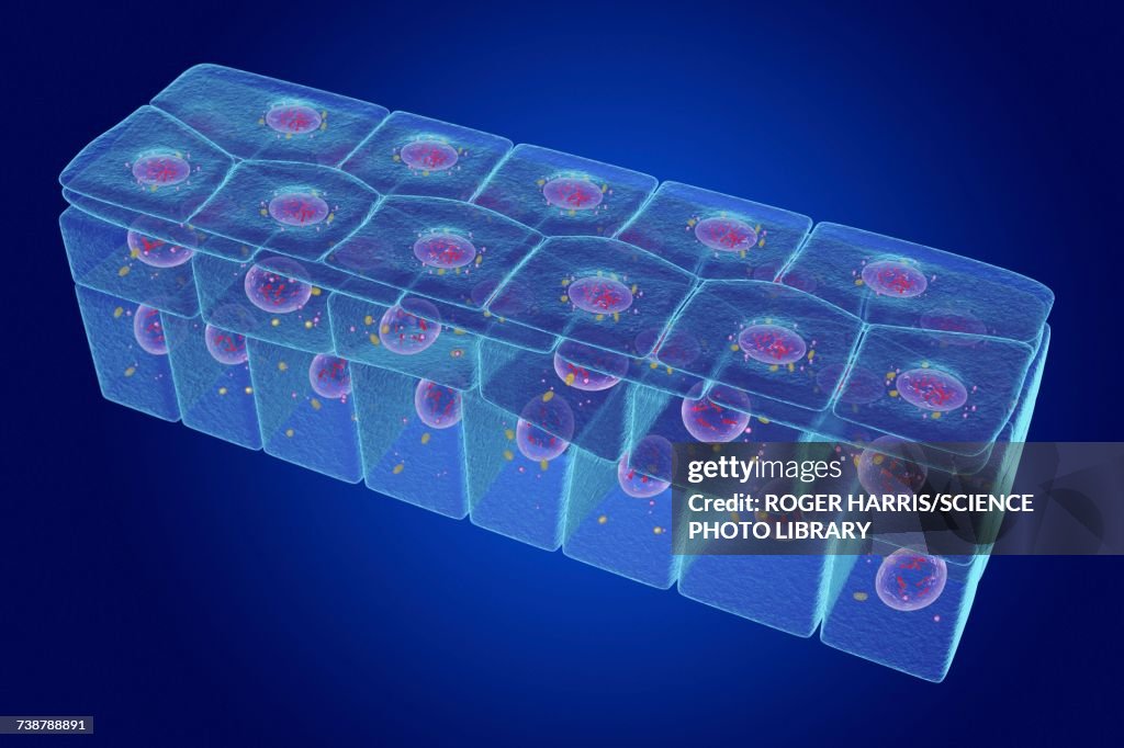 Stratified squamous epithelium, illustration