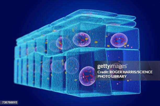 stockillustraties, clipart, cartoons en iconen met stratified squamous epithelium, illustration - plaveiselcelepitheel