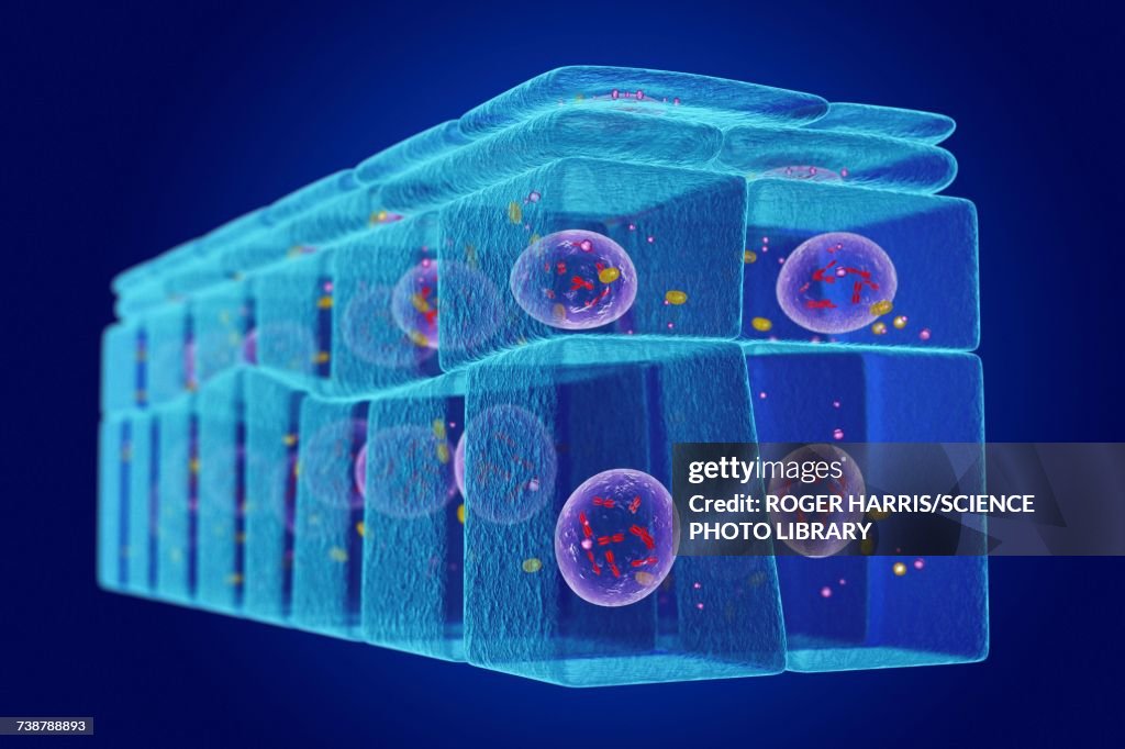 Stratified squamous epithelium, illustration