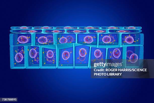 illustrazioni stock, clip art, cartoni animati e icone di tendenza di stratified squamous epithelium, illustration - epitelio squamoso