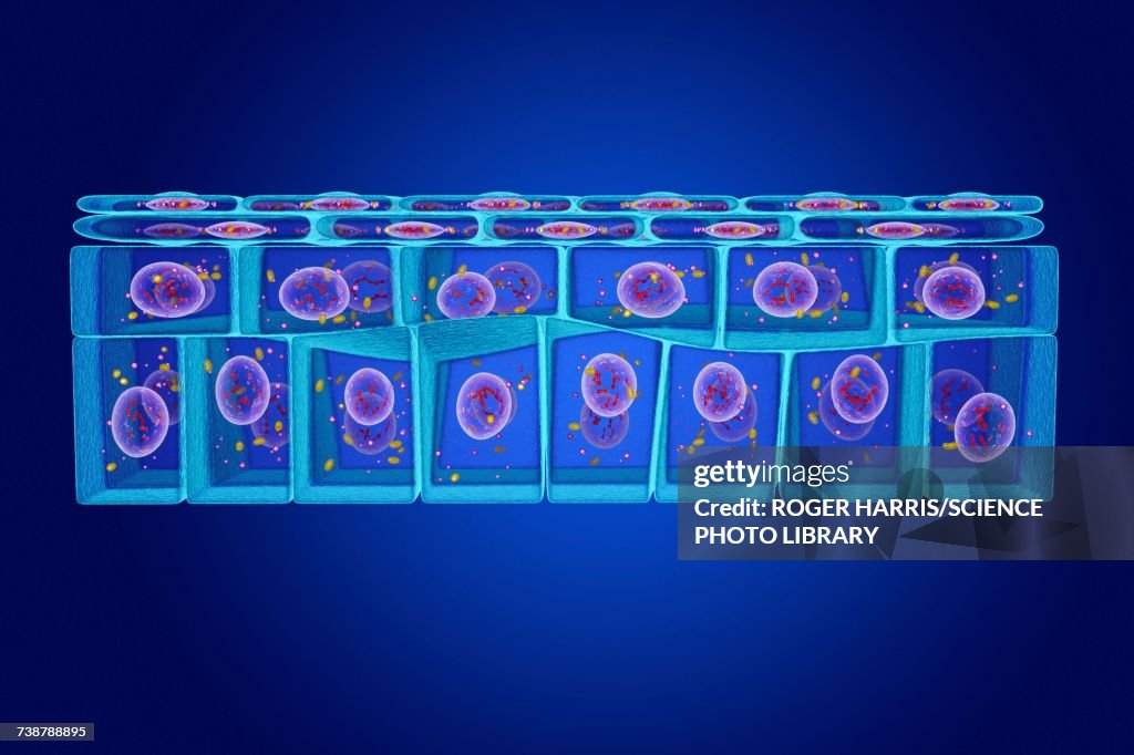 Stratified squamous epithelium, illustration