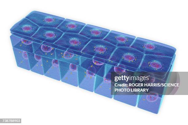 ilustrações de stock, clip art, desenhos animados e ícones de stratified squamous epithelium, illustration - epitélio escamoso