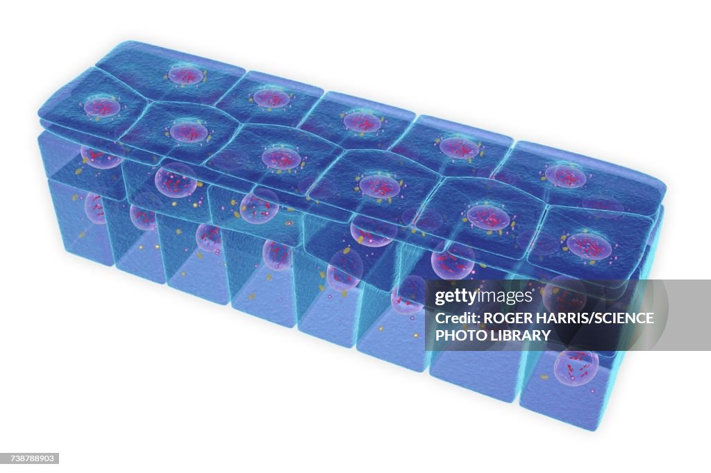 Stratified squamous epithelium, illustration