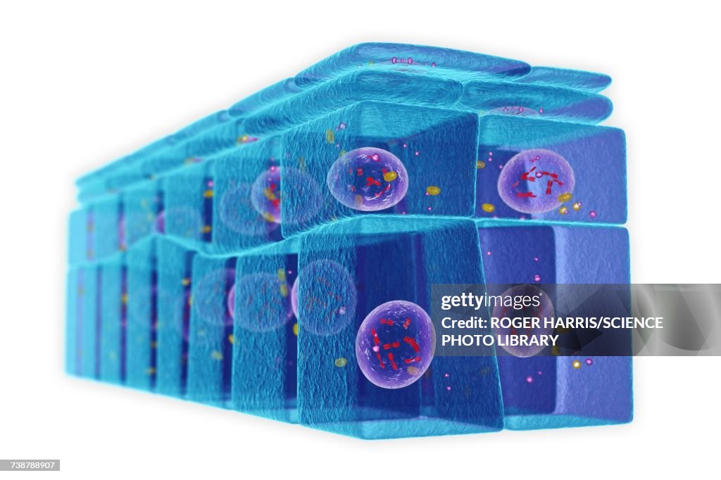 Stratified squamous epithelium, illustration