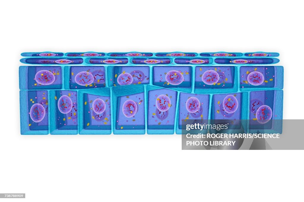 Stratified squamous epithelium, illustration