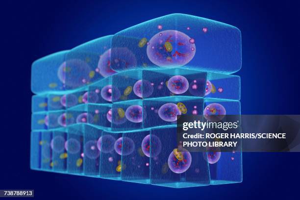 epithelium transitional, illustration - transitional epithelium stock illustrations