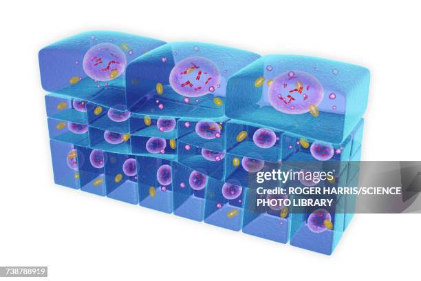 epithelium transitional, illustration - transitional epithelium stock illustrations