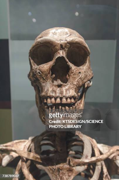 prehistoric skeleton - ネアンデルタール人 ストックフォトと画像