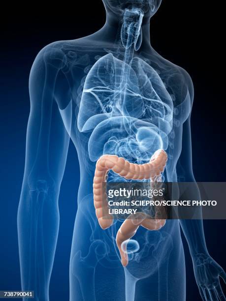 ilustrações, clipart, desenhos animados e ícones de human large intestine, illustration - intestino grosso