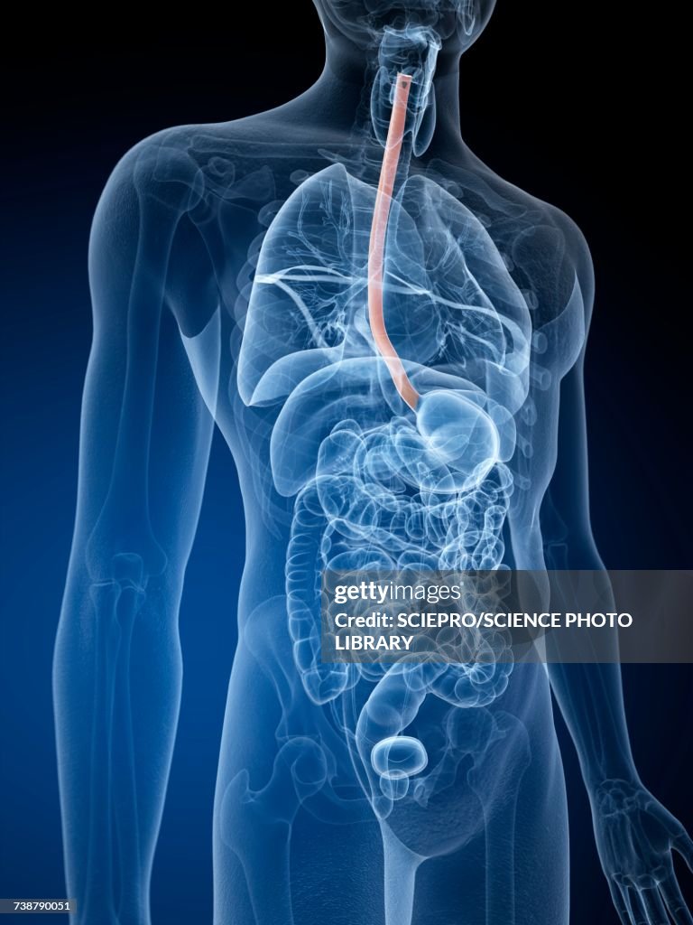 Human food pipe, illustration