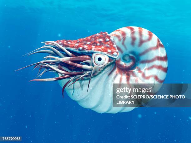 nautilus, illustration - nautilus stock illustrations