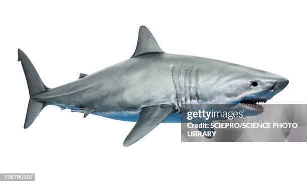 shark against white background, illustration - shark stock illustrations