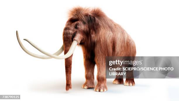 ilustraciones, imágenes clip art, dibujos animados e iconos de stock de woolly mammoth, illustration - woolly mammoth