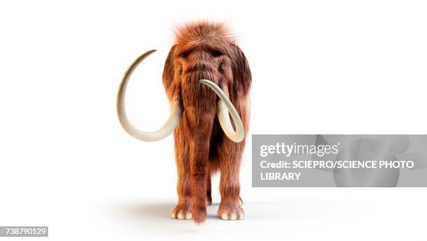 illustrations, cliparts, dessins animés et icônes de woolly mammoth, illustration - mammouth laineux