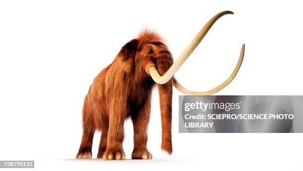 woolly mammoth, illustration - woolly mammoth stock illustrations