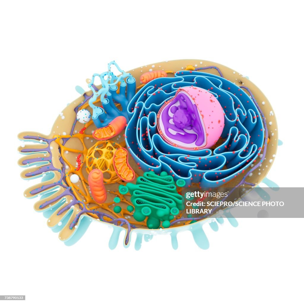 Cell structure, illustration