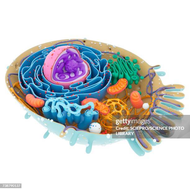 cell structure, illustration - cell structure stock illustrations