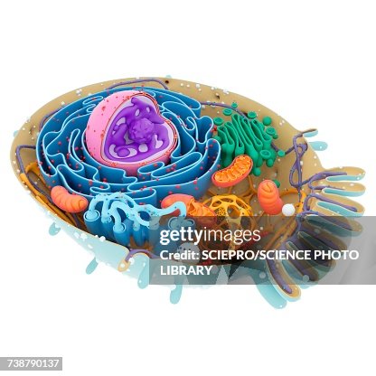 Cell structure, illustration Cell structure, illustration