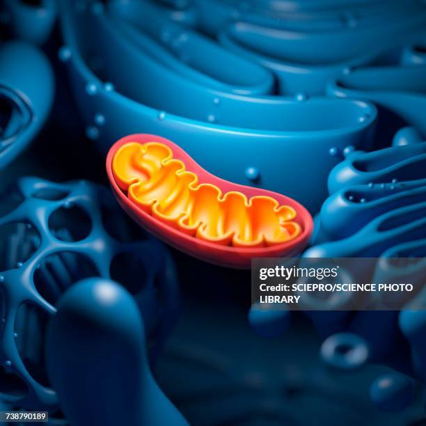 247点のミトコンドリアイラスト素材 Getty Images 247点のミトコンドリアイラスト素材 Getty Images