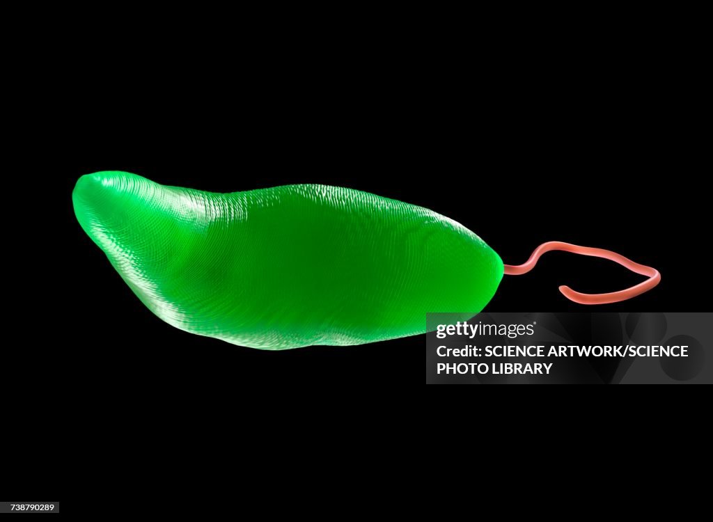 Euglena gracilis