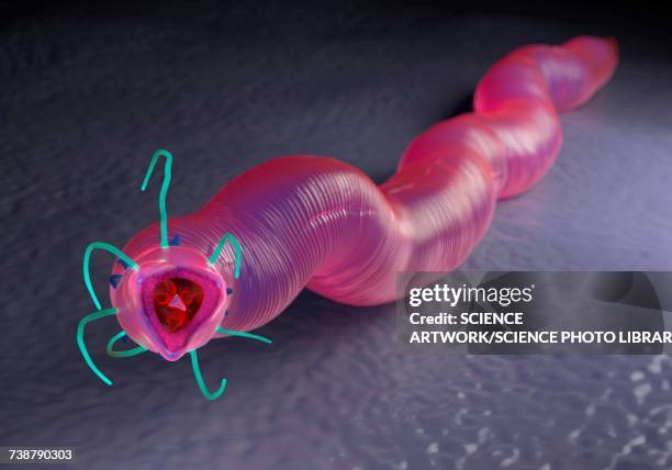 nematode worm - nematode worm stock illustrations