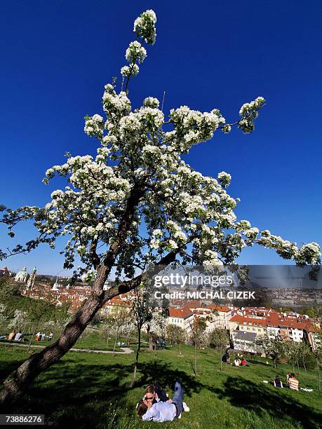 Prague, CZECH REPUBLIC: A young couple kisses under a blossom cherry tree during a spring sunny day 14 April 2007, at Petrin hill, in Prague....