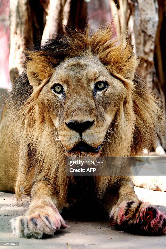 African Hybrid lion Govind, 21, relaxes...