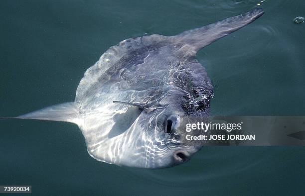 An Ocean Sunfish swims to the surface during the second day of racing in the challenger selection series of the Louis Vuitton Cup in Valencia, 17...