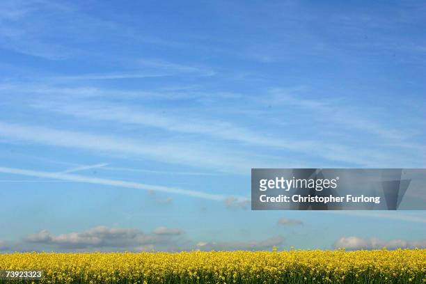 Field of rapeseed blossoms in the sunshine on 19 April, 2007 near Penkridge, Staffordshire, England. Experts have declared that Summer in Britain has...