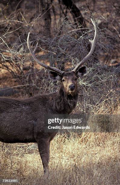 ranthambhore national park, sawai madhopur, india. - sawai madhopur stock pictures, royalty-free photos & images