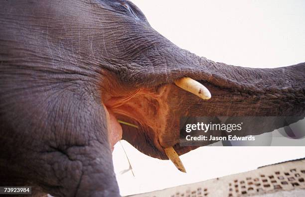 mahavaton ka mohalla, elephant owners area, jaipur, india. - tusk stock pictures, royalty-free photos & images